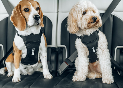 Thule Cappy – Pettorina per Cani - Autoaccessori-Bebbox
